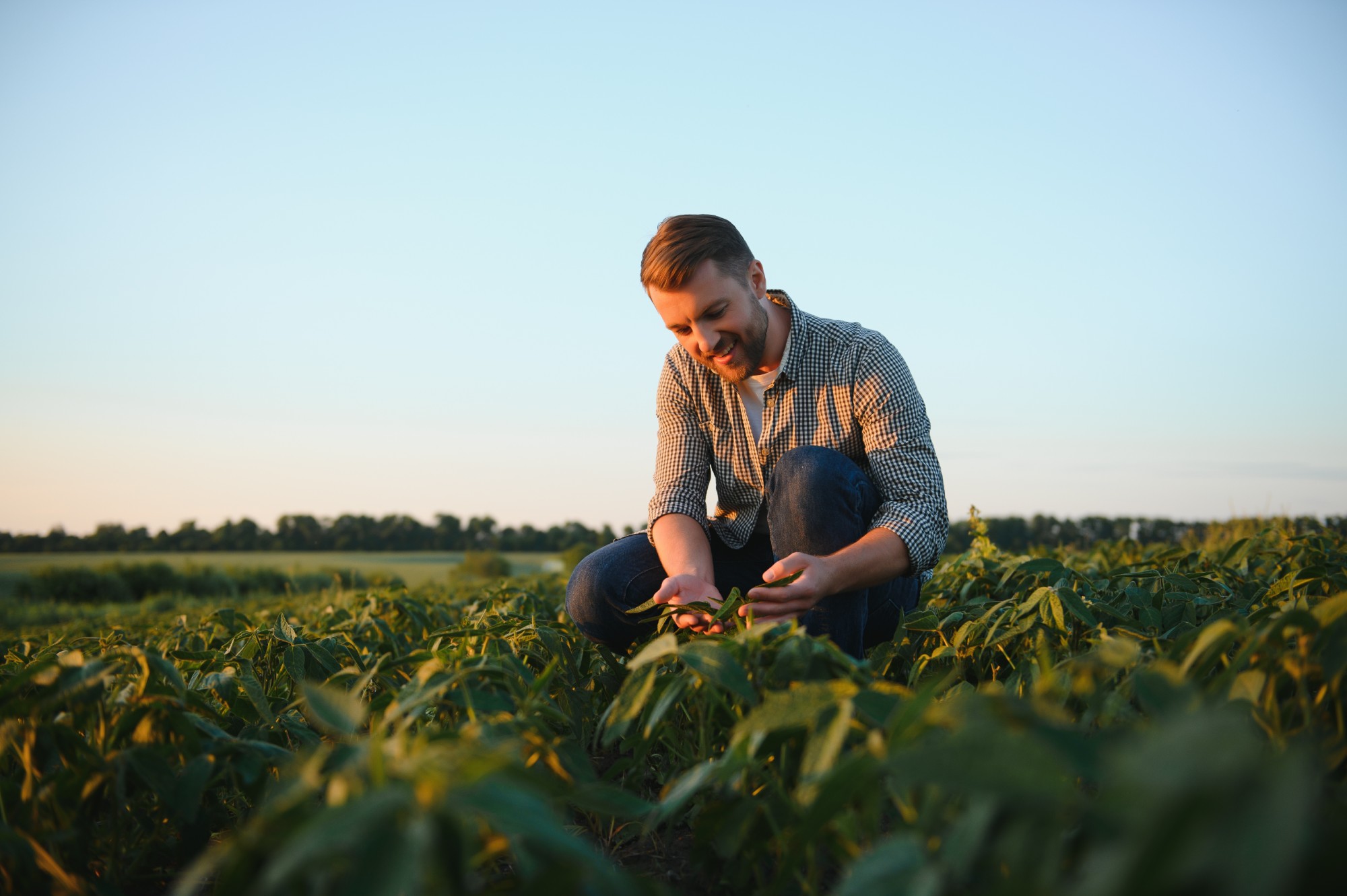 Agrônomo Solo Vivo examinando planta de soja no campo ao entardecer