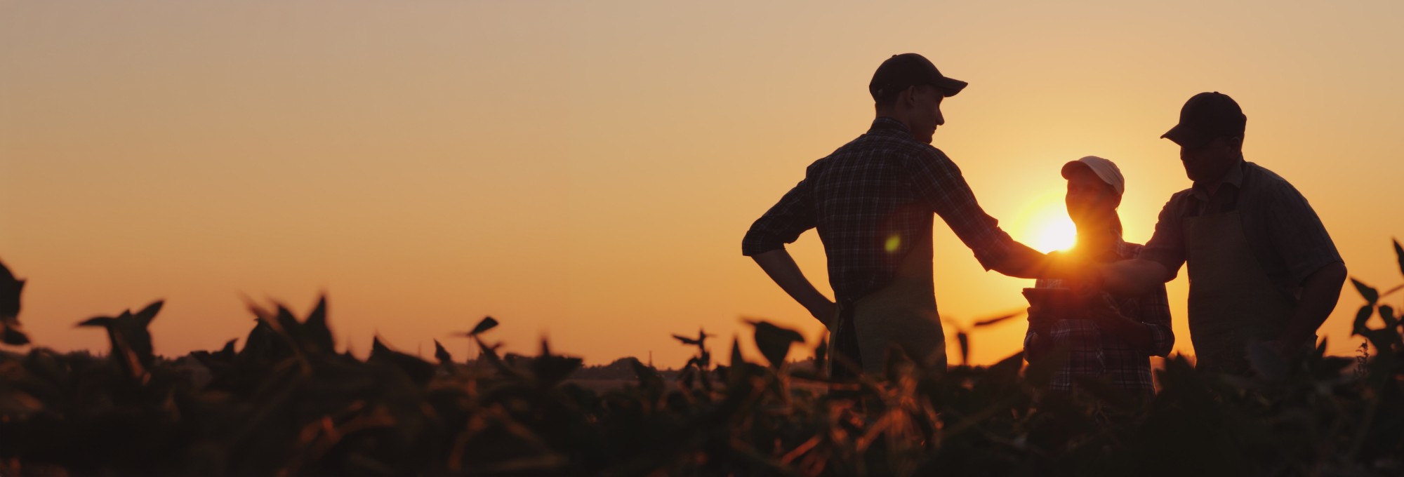 Parceria Solo Vivo com o produtor rural ao pôr do sol